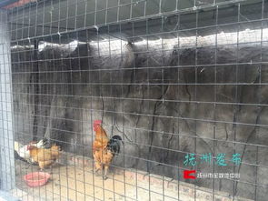 夢(mèng)湖動(dòng)物園 當(dāng)“動(dòng)物園”邂逅家禽養(yǎng)殖，一場(chǎng)關(guān)于認(rèn)知與期待的碰撞
