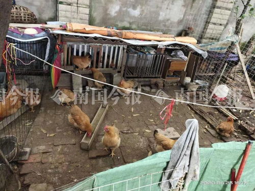 小區(qū)藏匿300多只雞？！城管街道聯(lián)合出擊還居民寧?kù)o生活