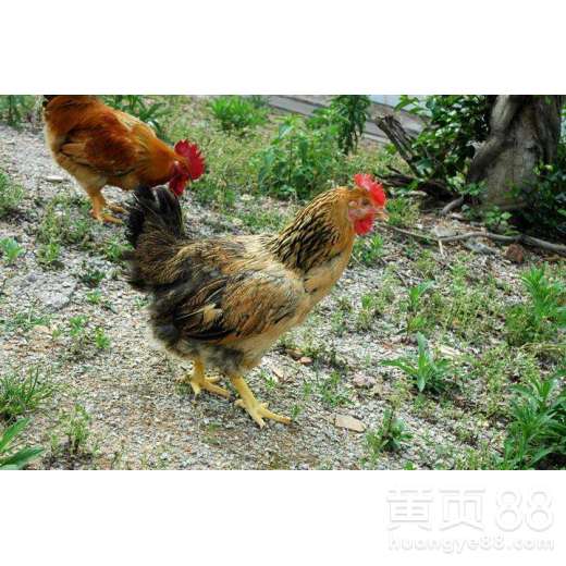 家禽養(yǎng)殖技術(shù)指南 墾利雞苗與活雞苗購(gòu)買渠道及龍頭企業(yè)推薦